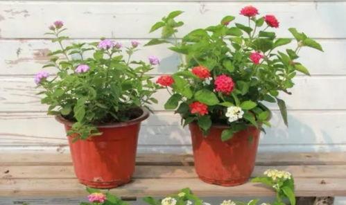 声控主播爆料视频大全最新,揭秘视频大全背后的精彩瞬间 第3张 声控主播爆料视频大全最新,揭秘视频大全背后的精彩瞬间 第3张